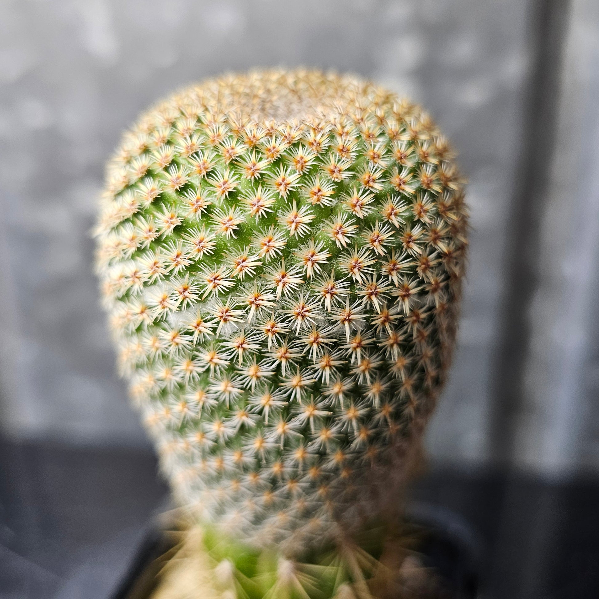 Mammillaria huitzilopochtli L066 grafted specimen rare cactus discontinued line limited Spine City collector Mammillaria tight spines