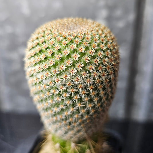 Mammillaria huitzilopochtli L066 grafted specimen rare cactus discontinued line limited Spine City collector Mammillaria tight spines