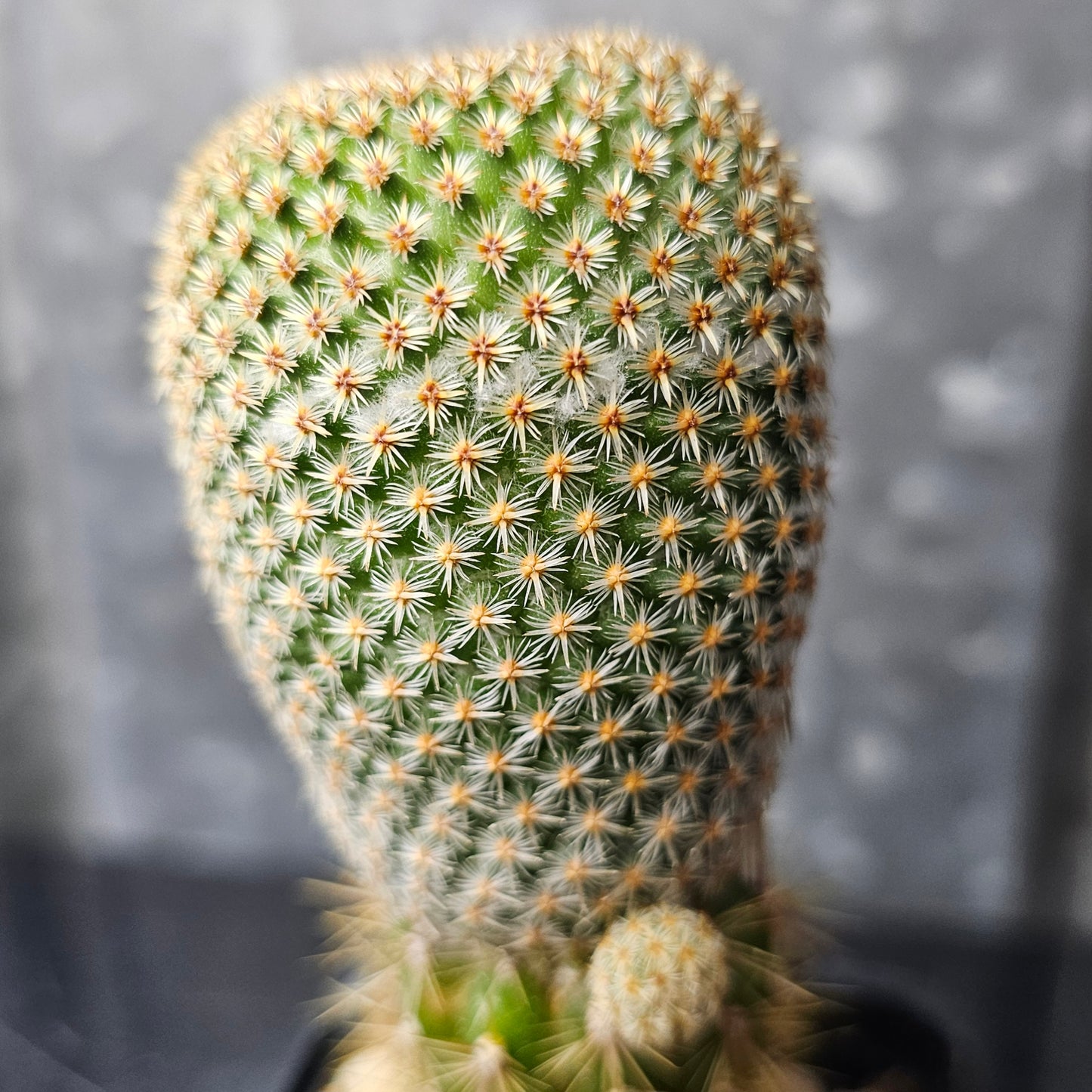 Mammillaria huitzilopochtli (L066)