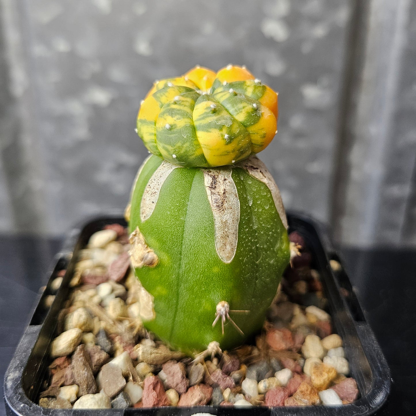 Astrophytum asterias multi rib variegated