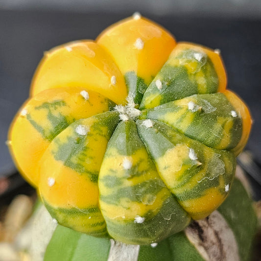 Astrophytum asterias multi rib variegated cactus premium grade grafted specimen rare Astrophytum Spine City collector cactus