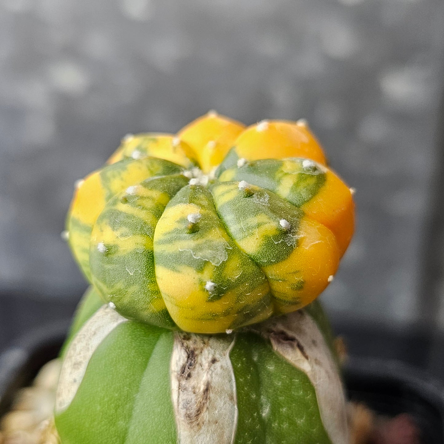 Astrophytum asterias multi rib variegated