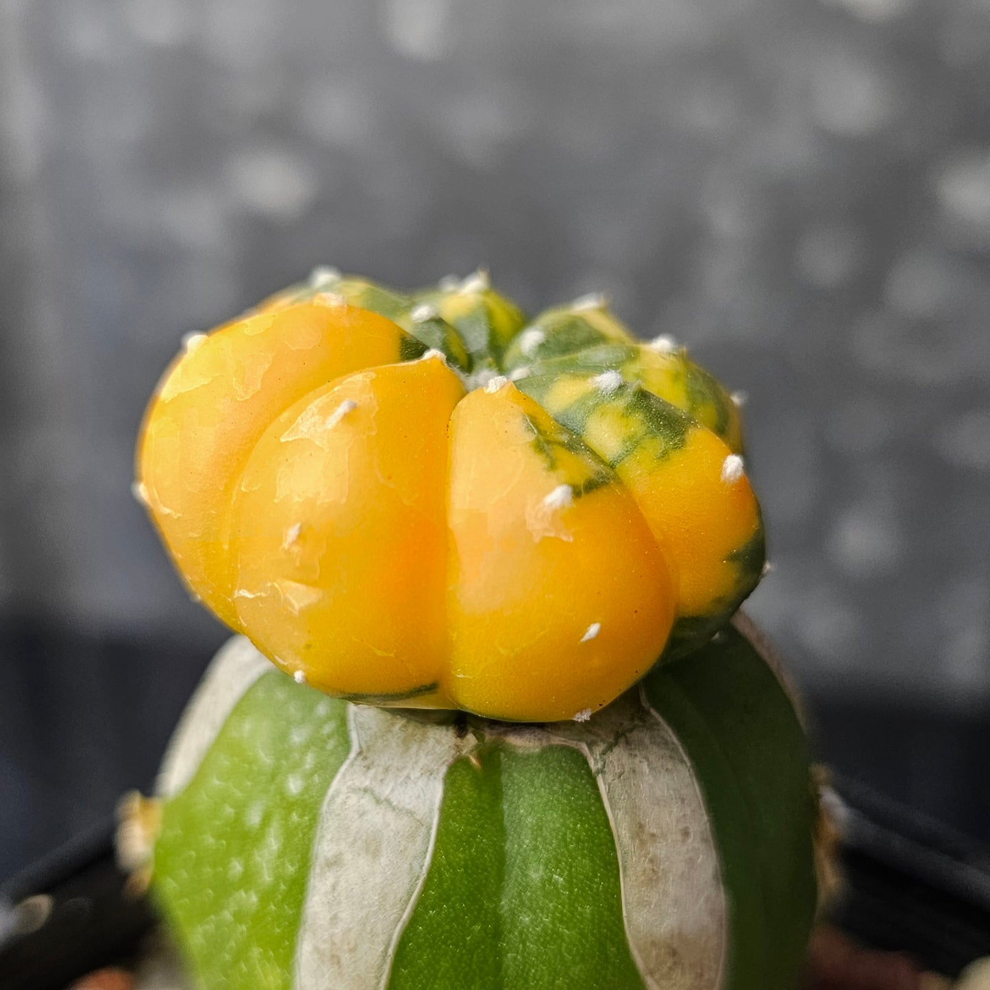 Astrophytum asterias multi rib variegated