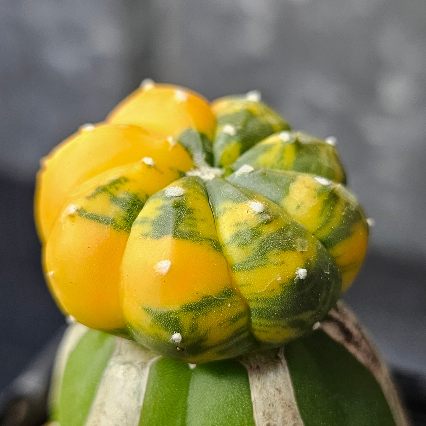 Astrophytum asterias multi rib variegated