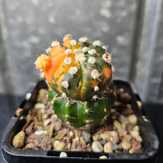 Astrophytum asterias multi head variegated