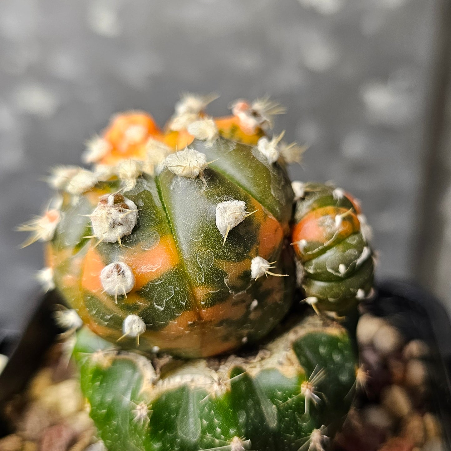 Astrophytum asterias multi head variegated