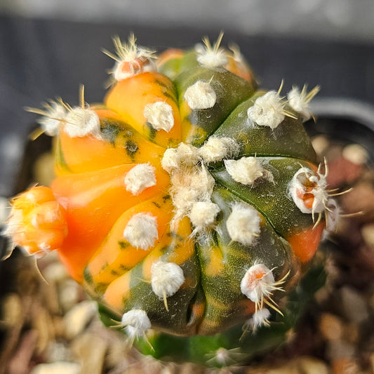 Astrophytum asterias multi head variegated cactus multi colour short stock new heads rare Astrophytum Spine City collector cactus