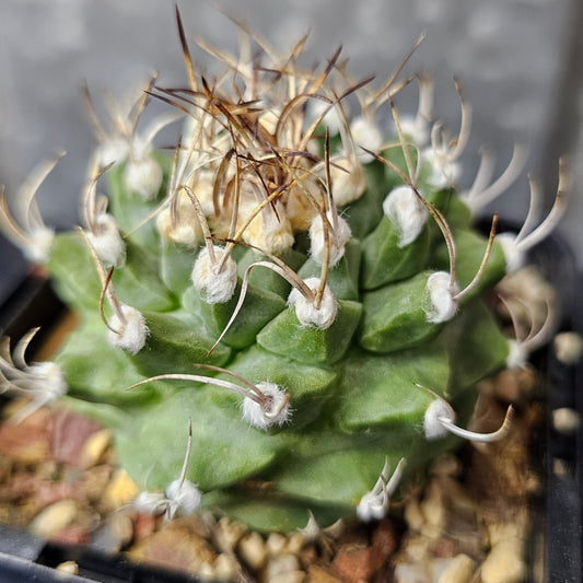 Turbinicarpus alonsoi rare cactus deep green fluffy areoles curved spines slow growing statement piece one only discontinued Spine City collector