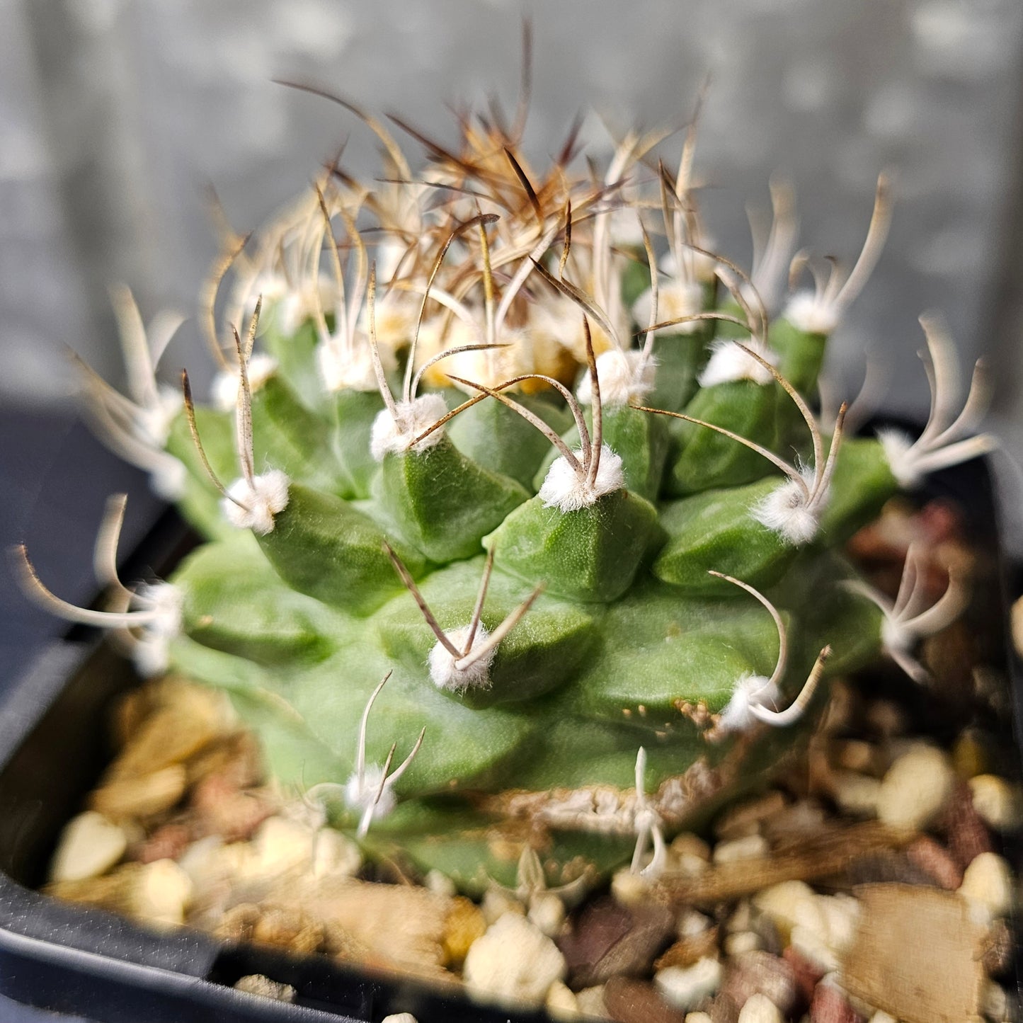 Turbinicarpus alonsoi