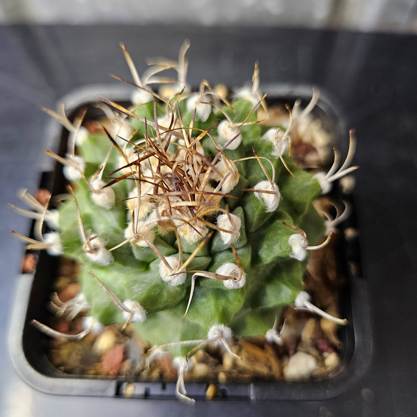 Turbinicarpus alonsoi