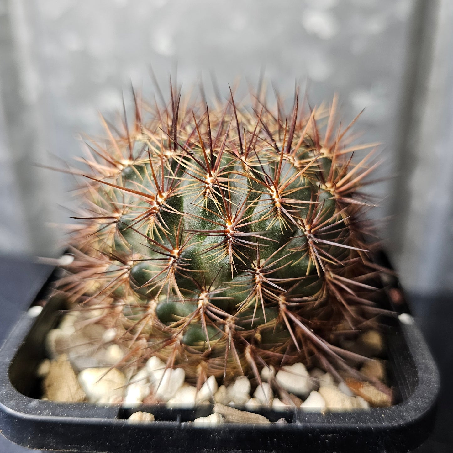 Sulcorebutia verticillacantha