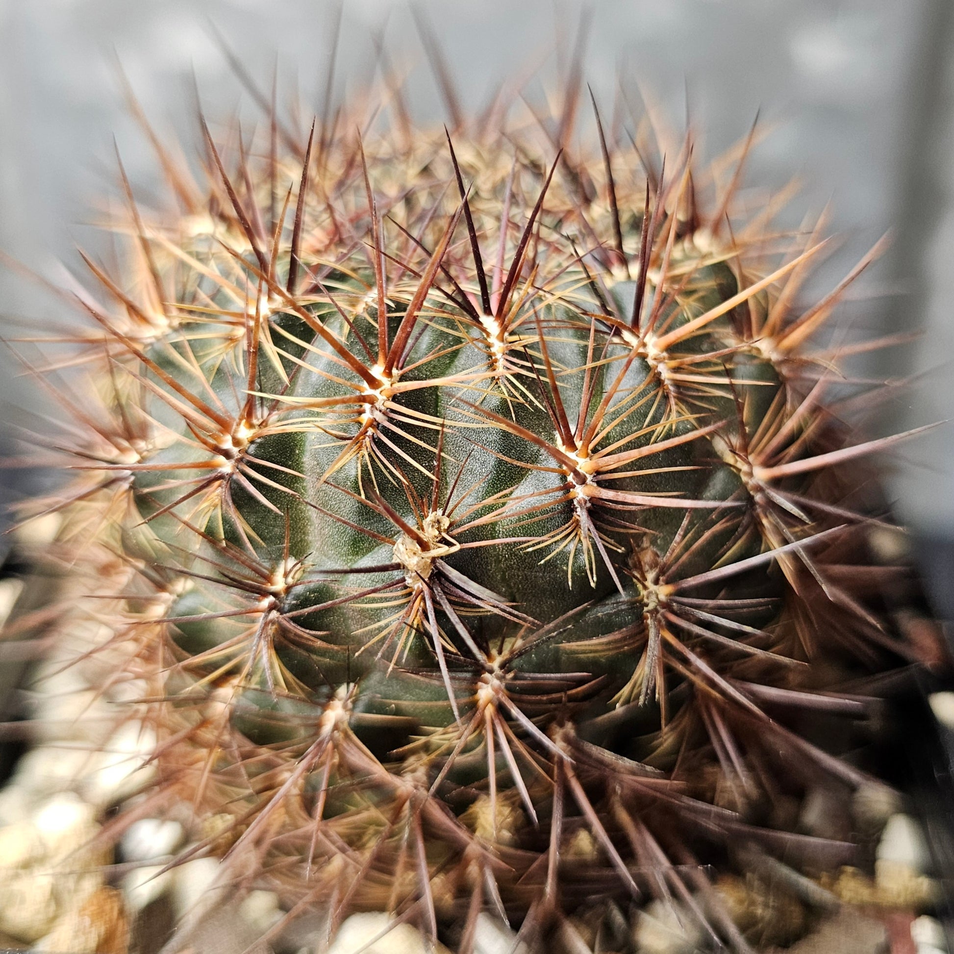 Sulcorebutia verticillacantha dark body intense bristly spines rare Sulcorebutia cactus Spine City collector specimen