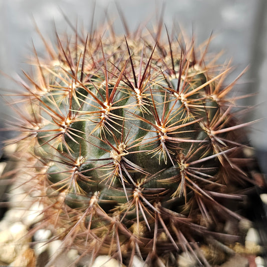 Sulcorebutia verticillacantha dark body intense bristly spines rare Sulcorebutia cactus Spine City collector specimen