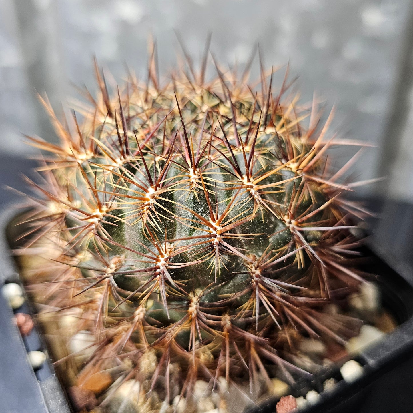 Sulcorebutia verticillacantha