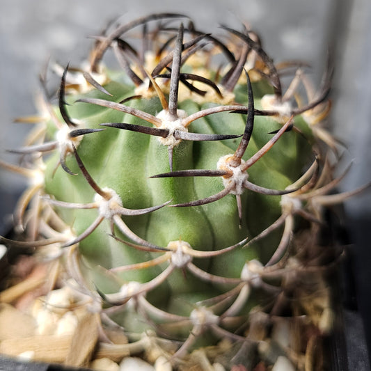 Eriosyce Ihotzkyana rare cactus stout body dark spines last one discontinued variety Spine City collector Eriosyce