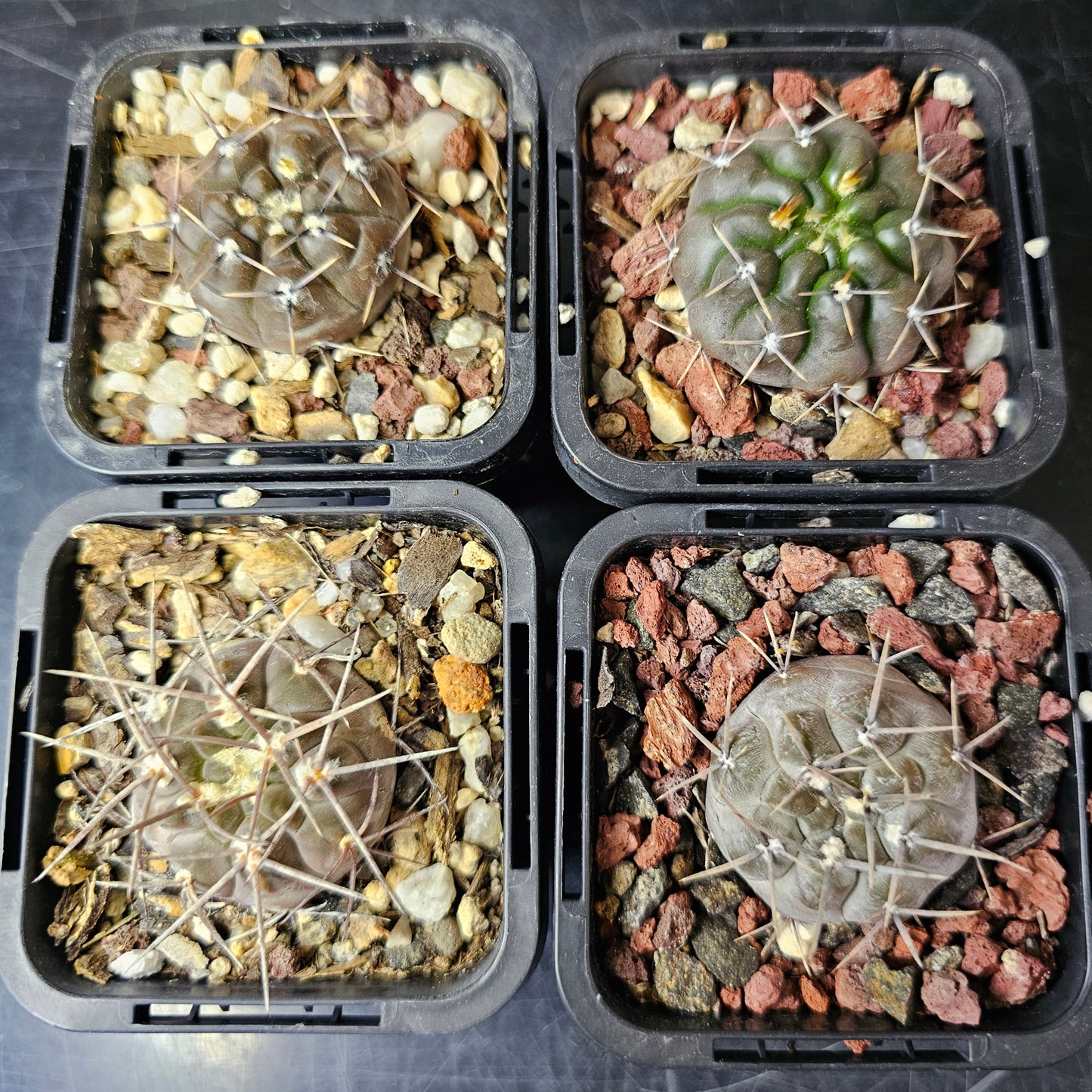 Cactus bundle - 4 plants (Rugged Gymnocalycium Selection)