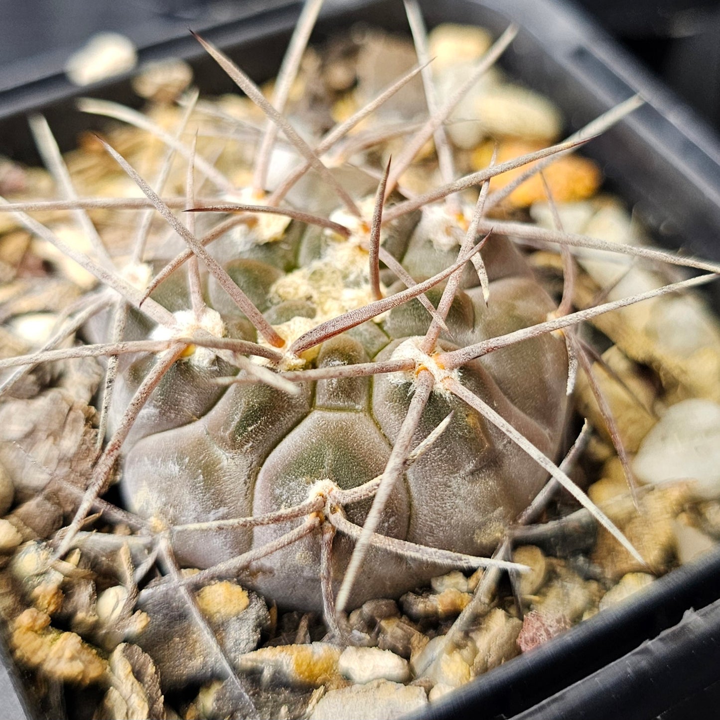 Cactus bundle - 4 plants (Rugged Gymnocalycium Selection)