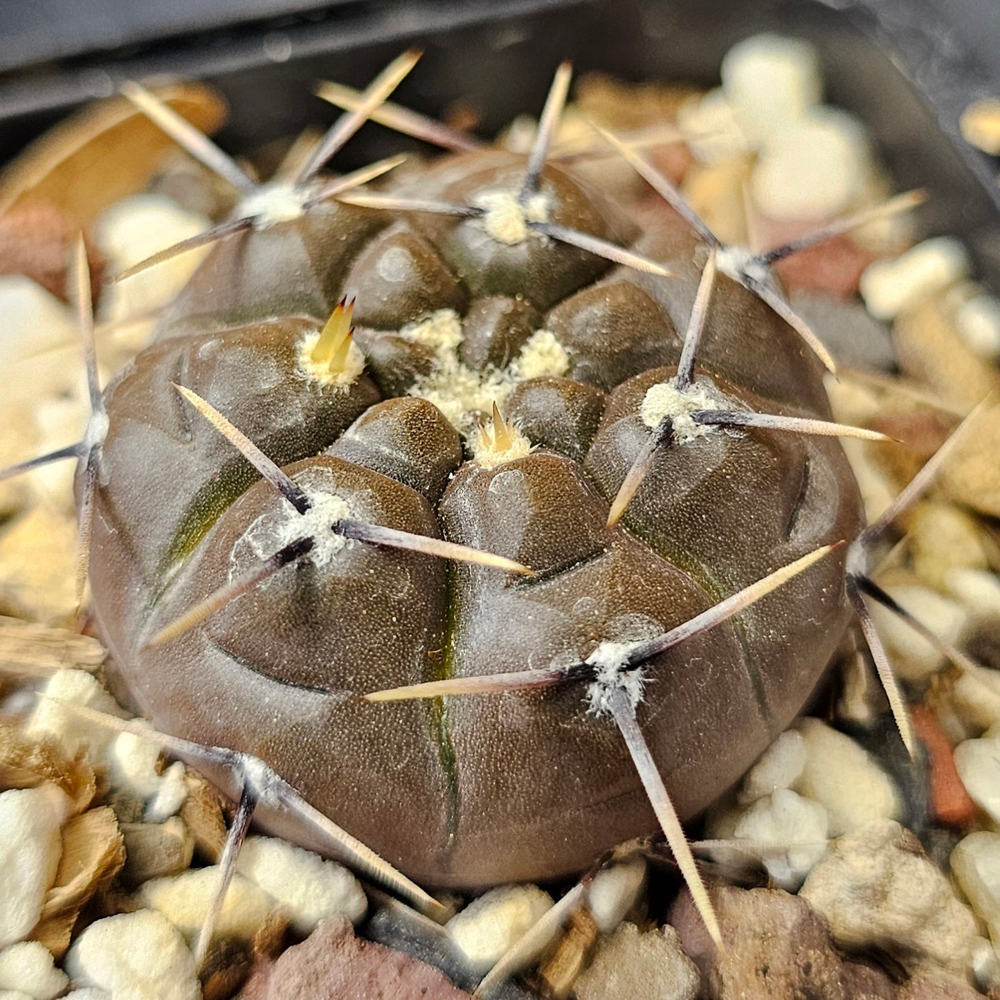 Cactus bundle - 4 plants (Rugged Gymnocalycium Selection)