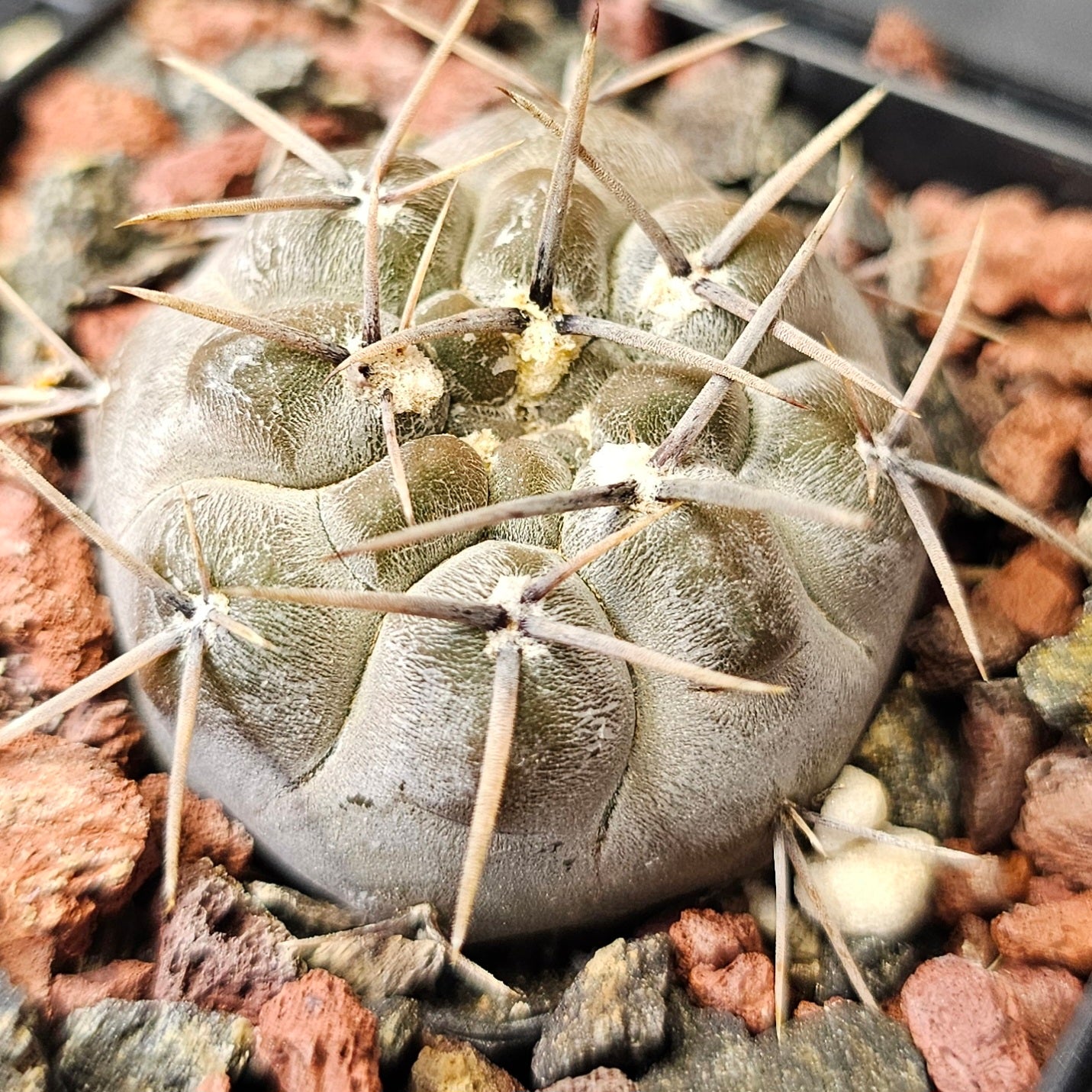 Cactus bundle - 4 plants (Rugged Gymnocalycium Selection)