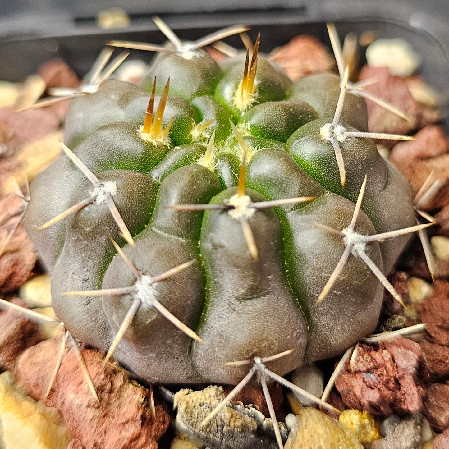 Cactus bundle - 4 plants (Rugged Gymnocalycium Selection)