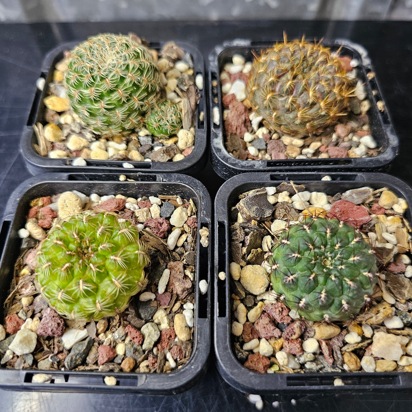 Cactus bundle - 4 plants (Select Sulcorebutia)