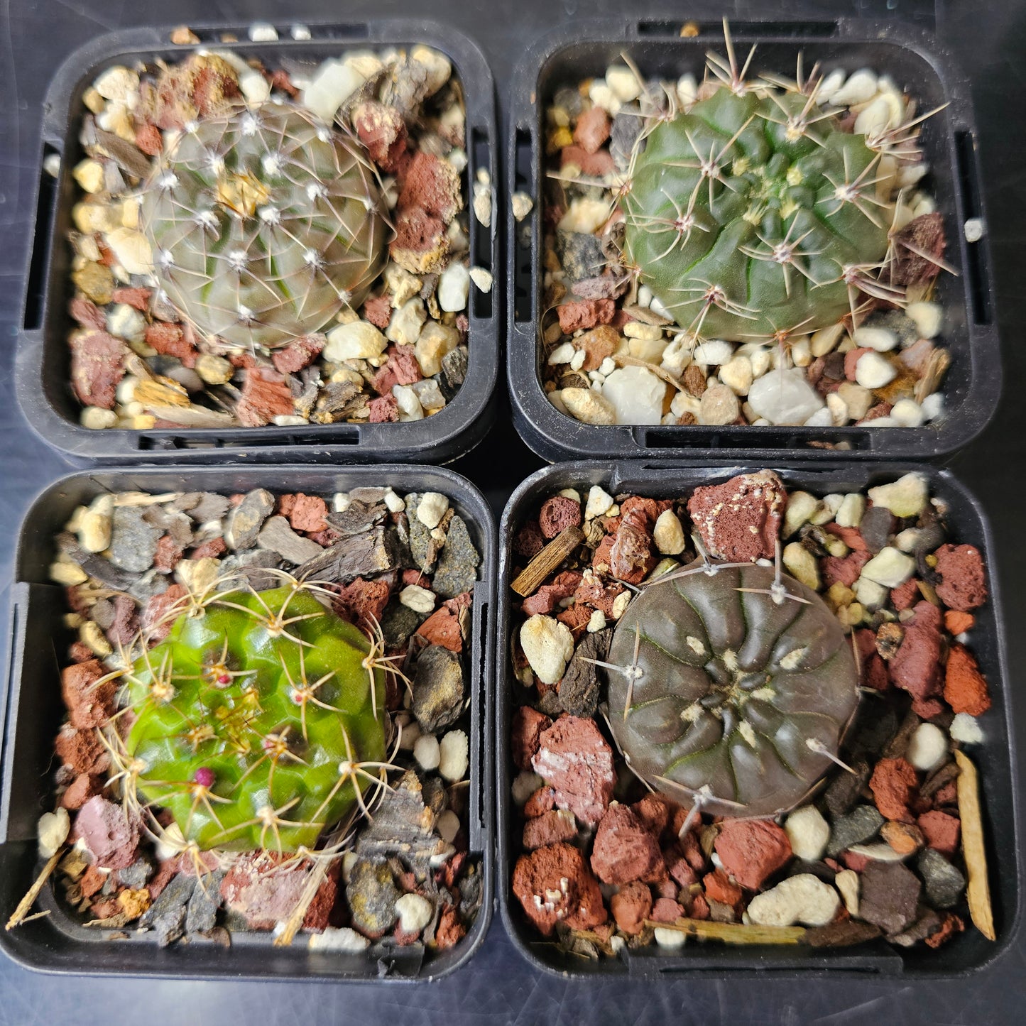 Cactus bundle - 4 plants (Select Gymnocalycium)