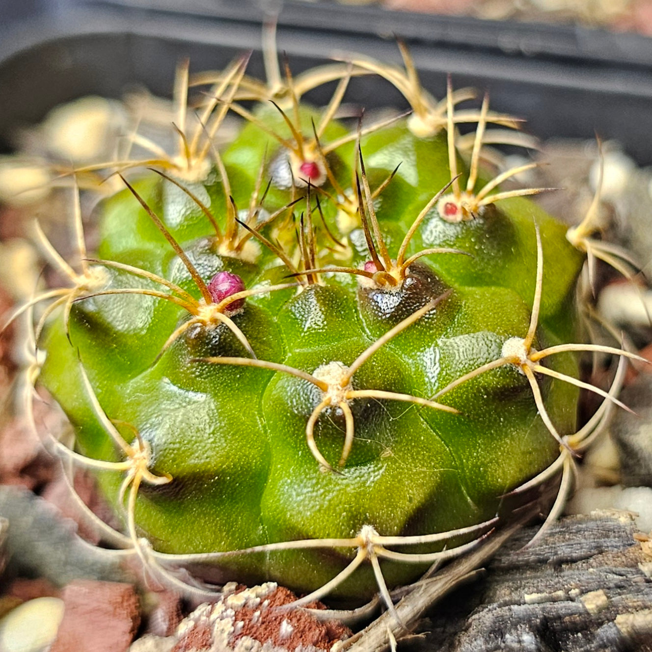 Cactus bundle - 4 plants (Select Gymnocalycium)