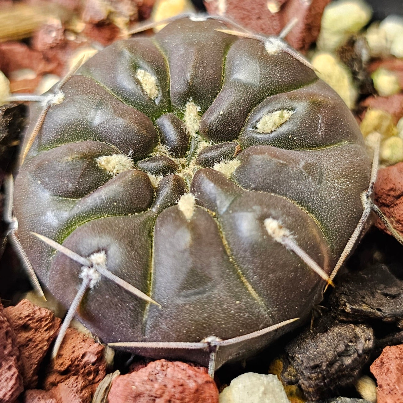 Cactus bundle - 4 plants (Select Gymnocalycium)
