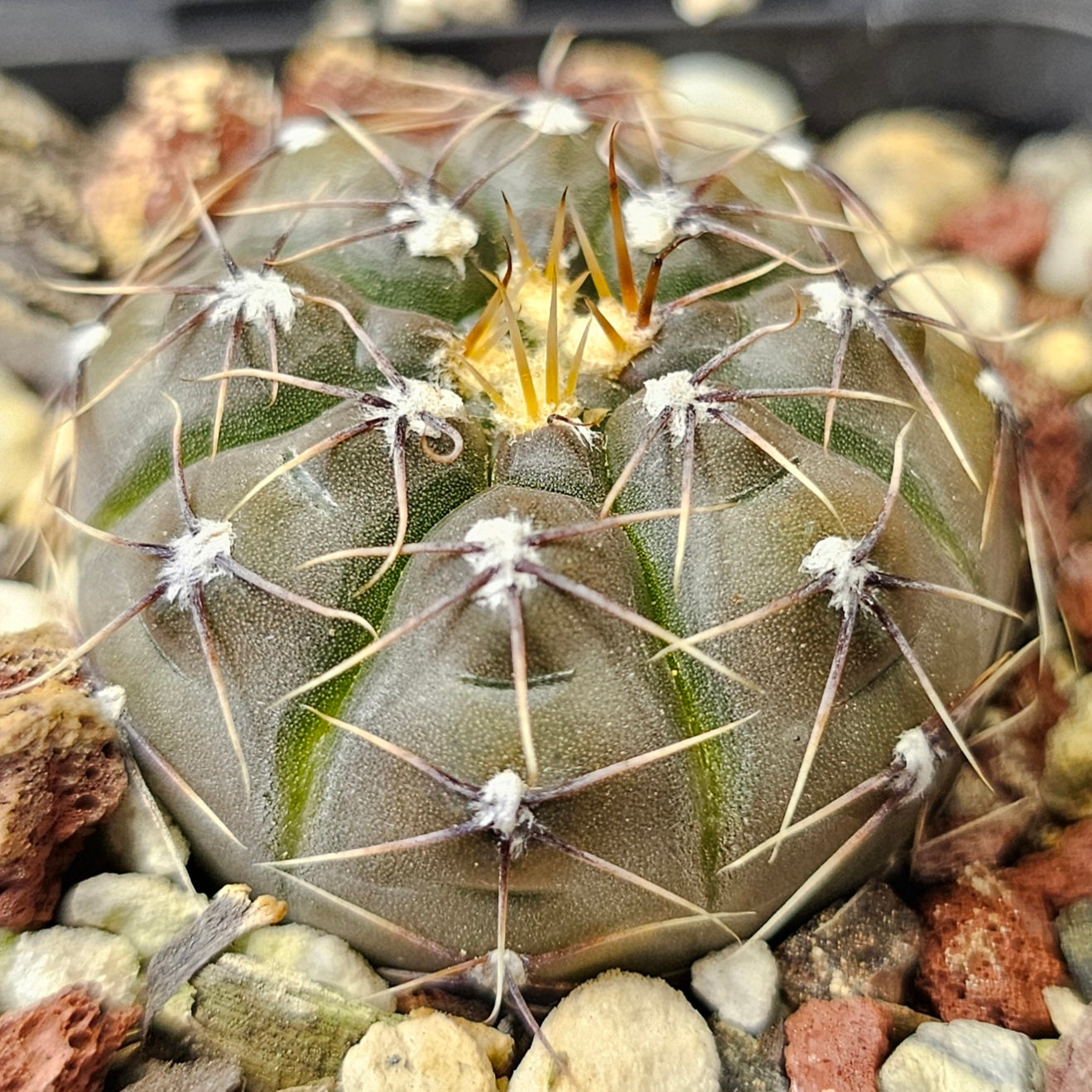Cactus bundle - 4 plants (Select Gymnocalycium)