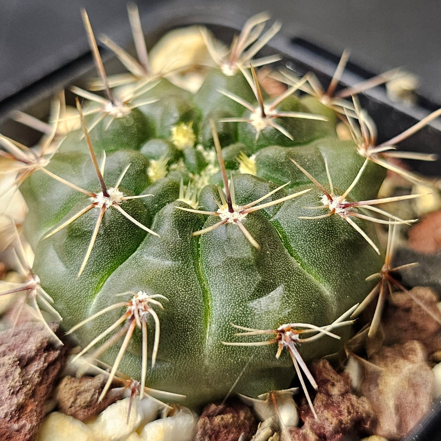 Cactus bundle - 4 plants (Select Gymnocalycium)