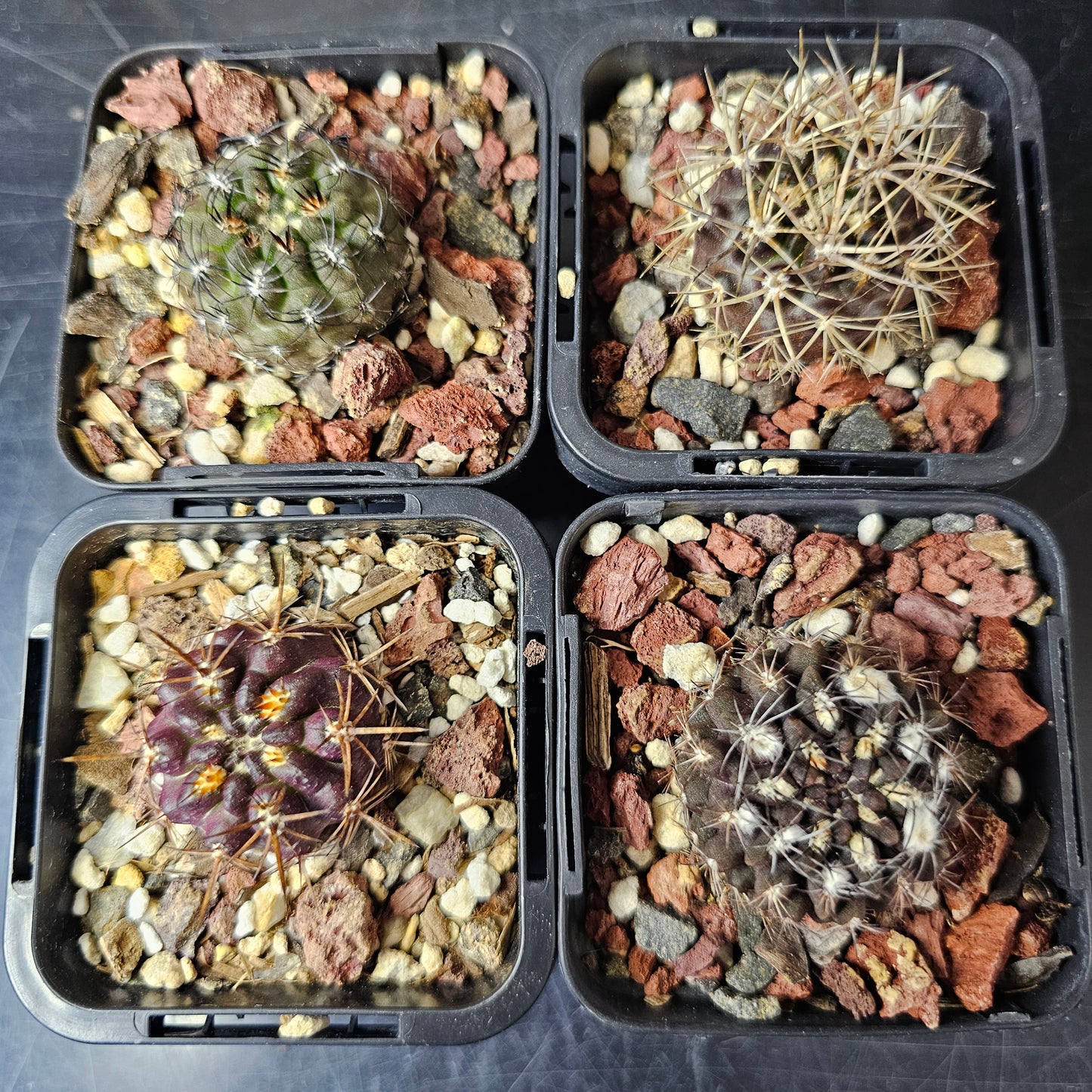 Cactus bundle - 4 plants (Spine City Eriosyce mix)