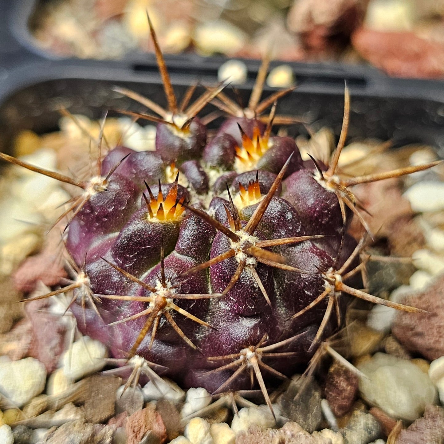 Cactus bundle - 4 plants (Spine City Eriosyce mix)