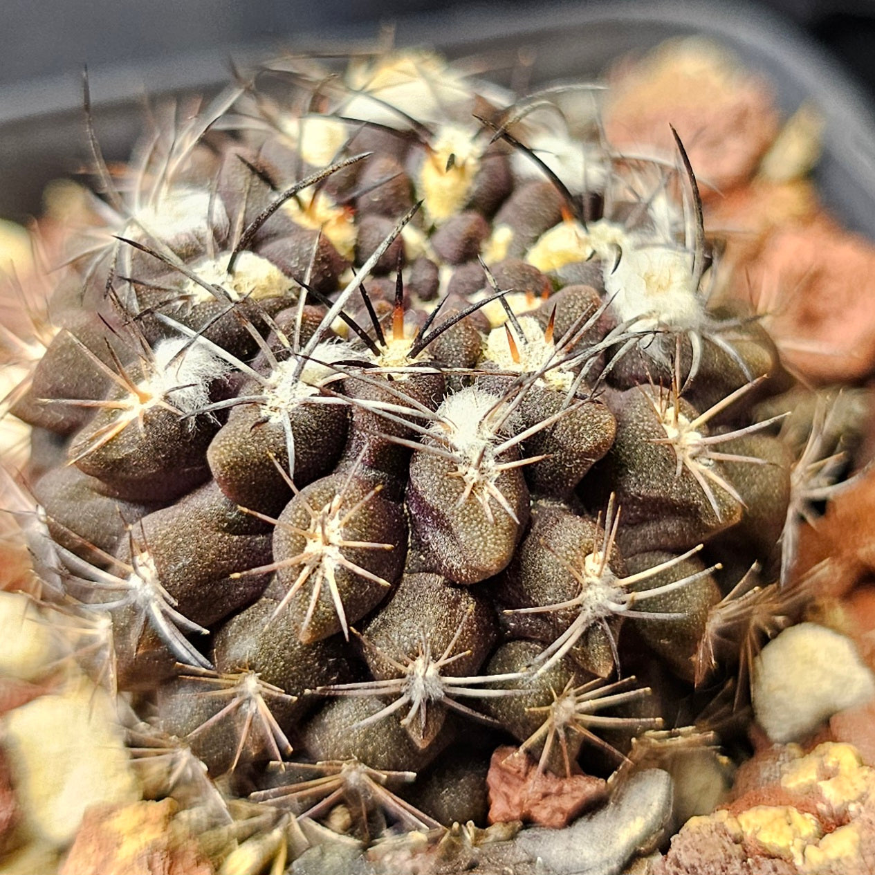 Cactus bundle - 4 plants (Spine City Eriosyce mix)