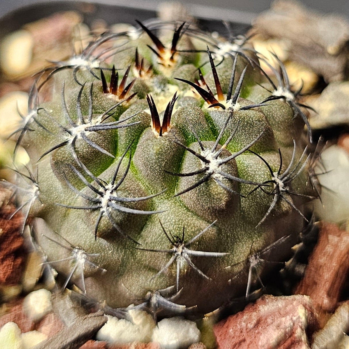 Cactus bundle - 4 plants (Spine City Eriosyce mix)
