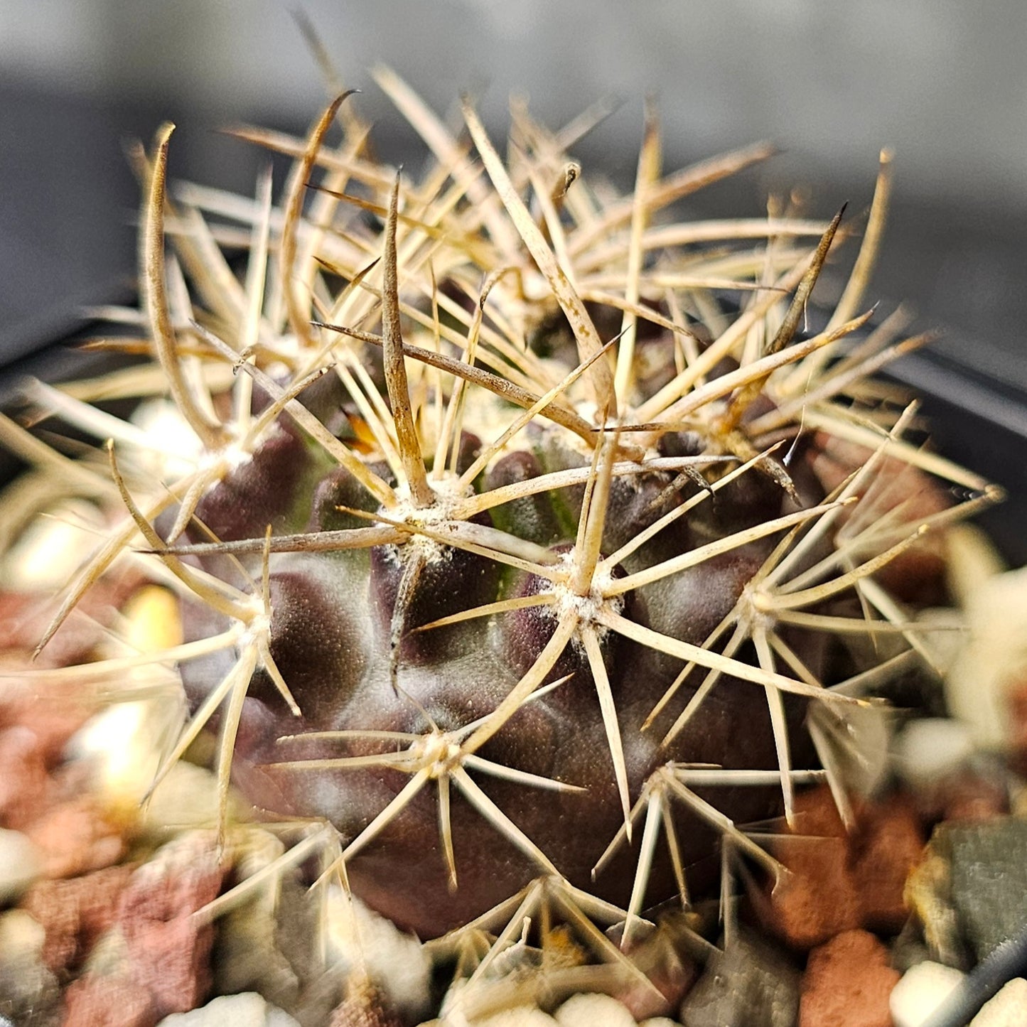 Cactus bundle - 4 plants (Spine City Eriosyce mix)