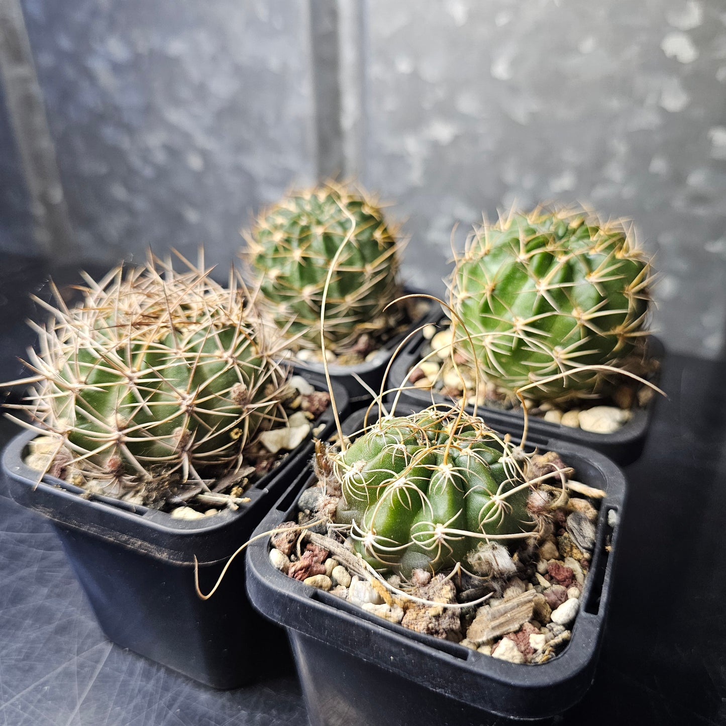 Cactus bundle - 4 plants (Lobivia lovers)
