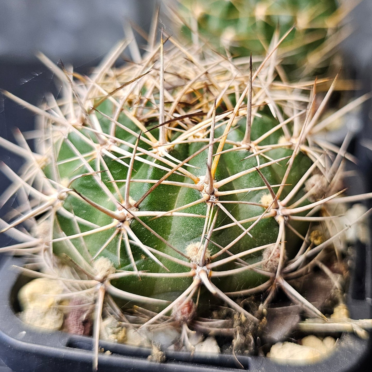 Cactus bundle - 4 plants (Lobivia lovers)
