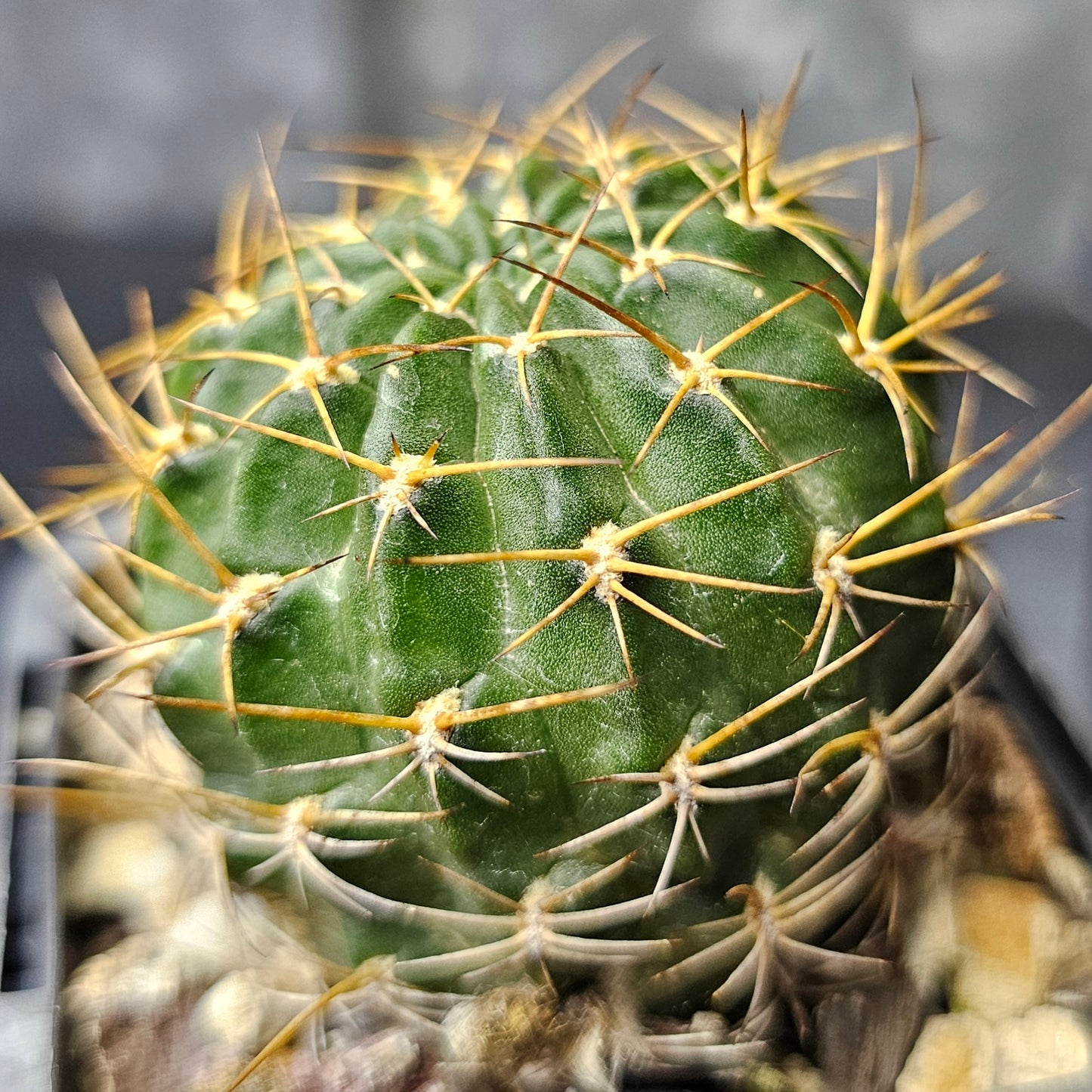 Cactus bundle - 4 plants (Lobivia lovers)