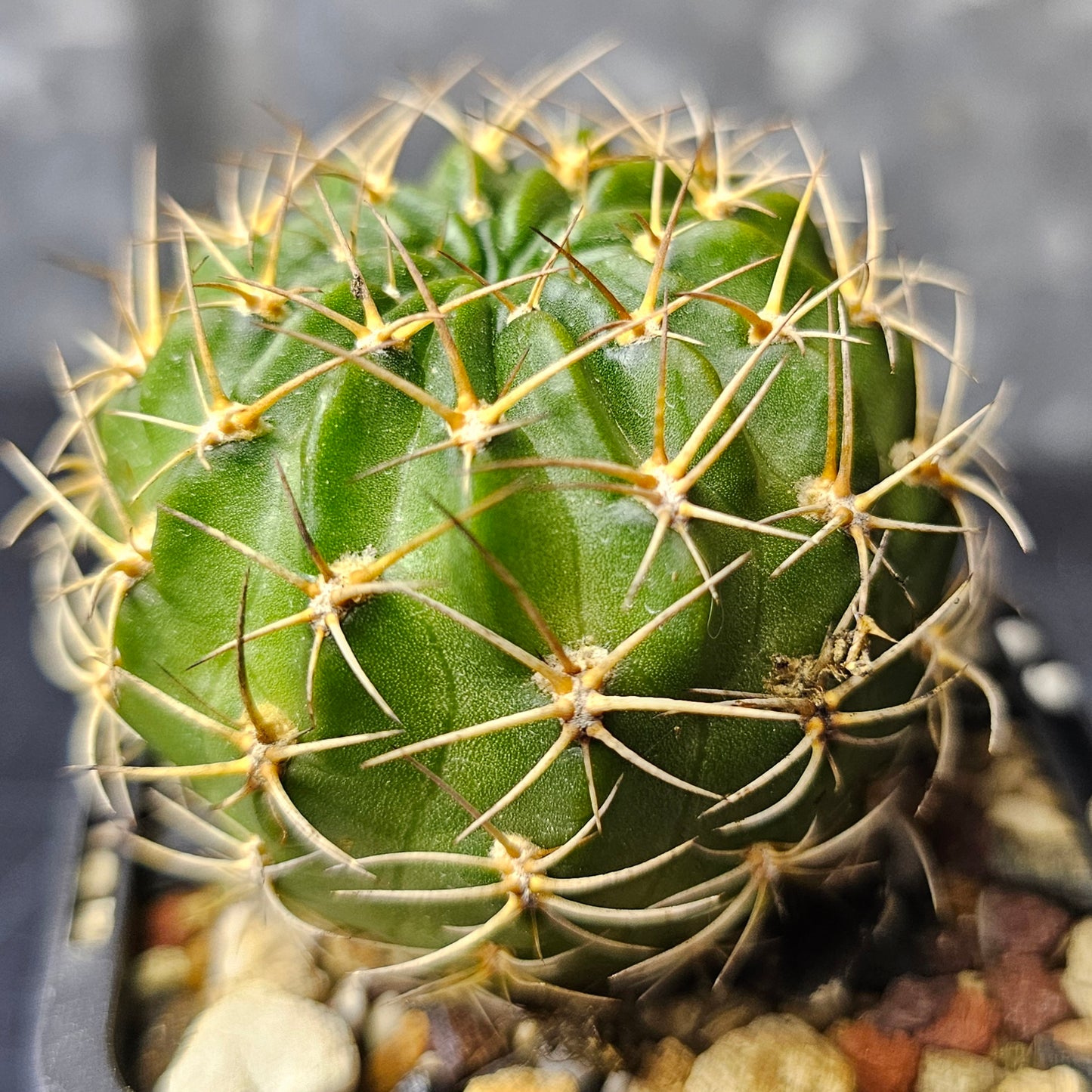 Cactus bundle - 4 plants (Lobivia lovers)