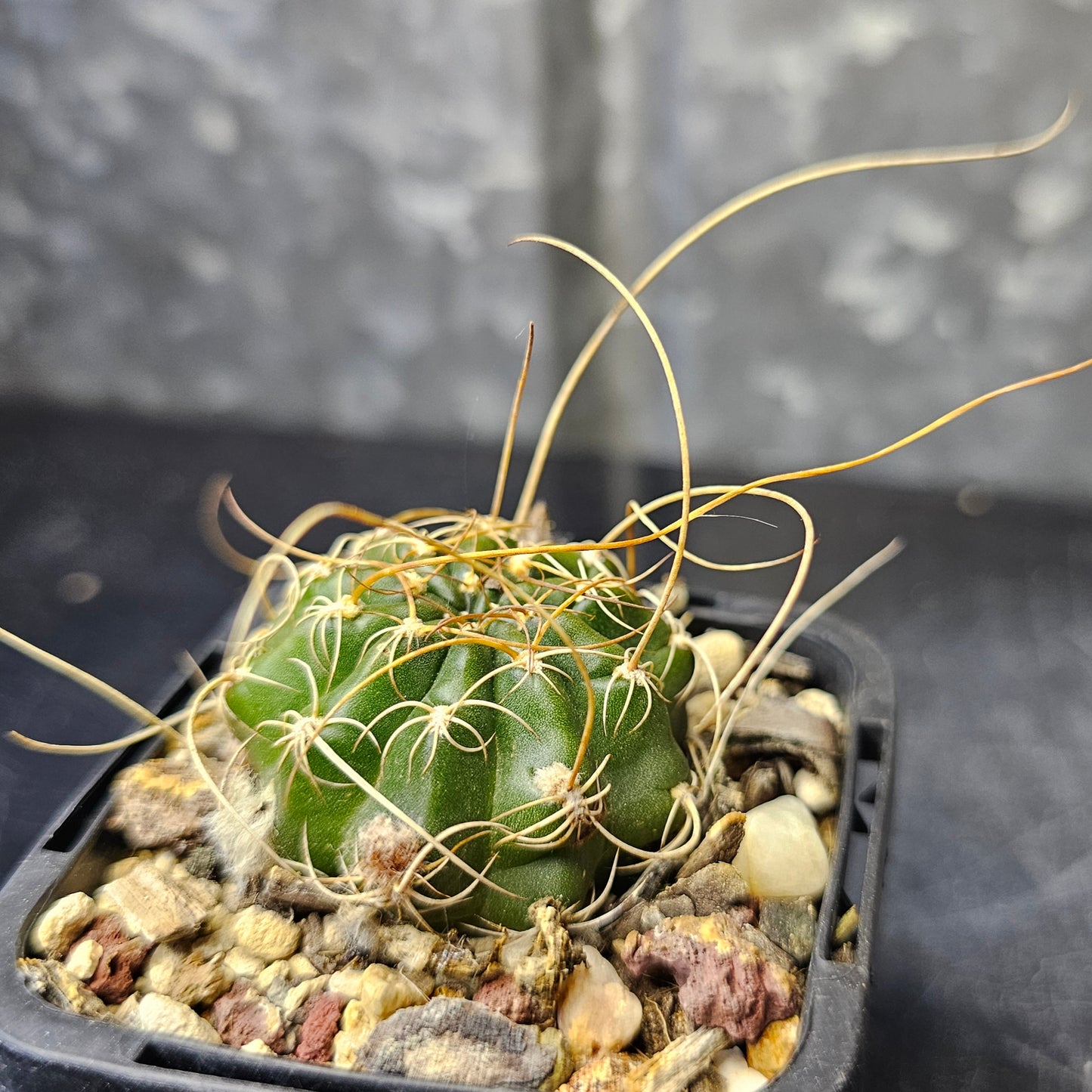 Cactus bundle - 4 plants (Lobivia lovers)