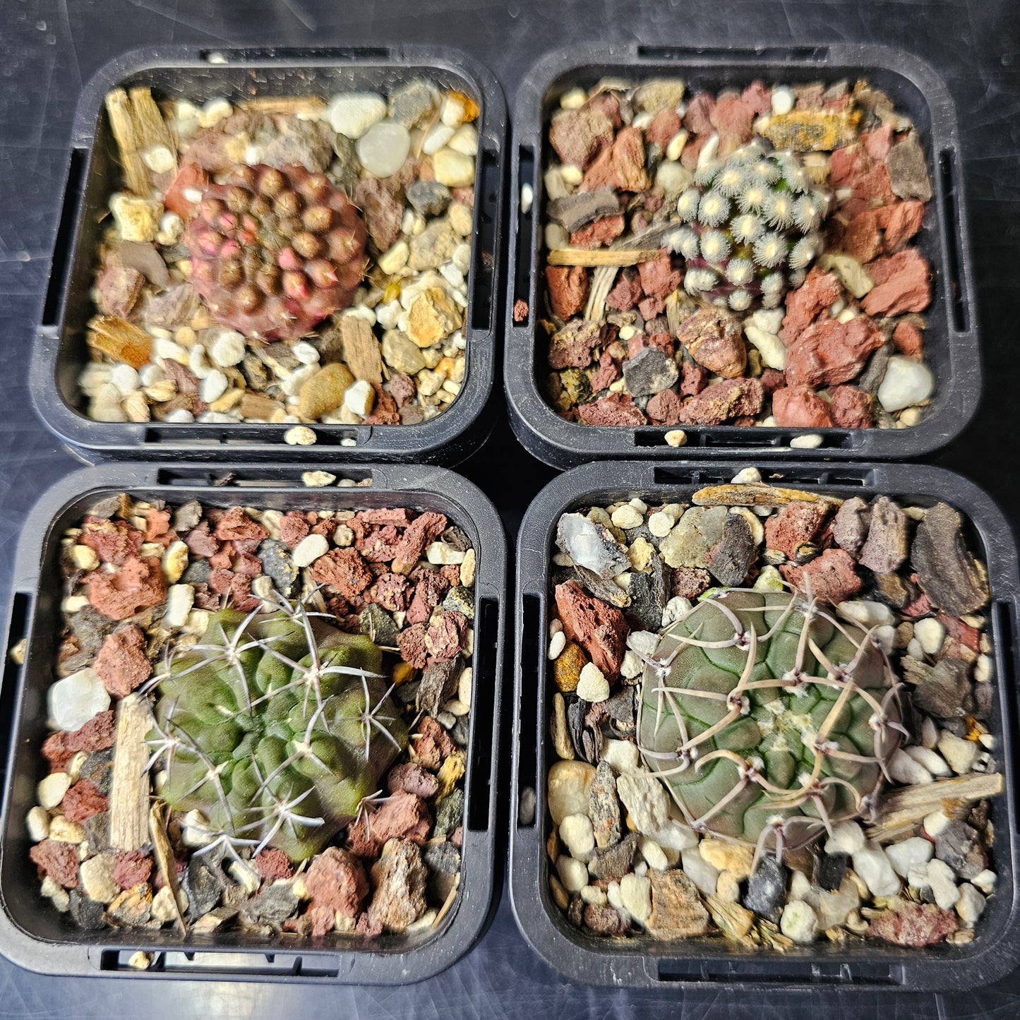 Cactus bundle - 4 plants (Master growers pack)