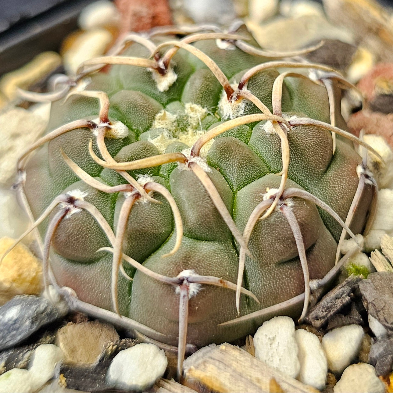 Cactus bundle - 4 plants (Master growers pack)