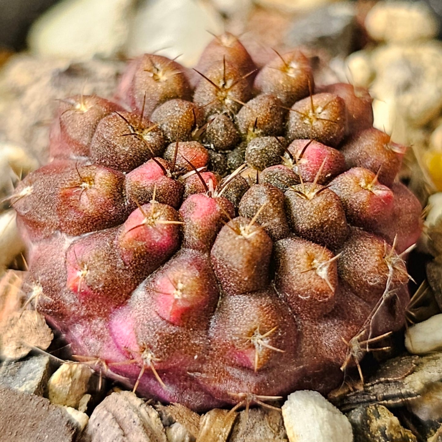 Cactus bundle - 4 plants (Master growers pack)