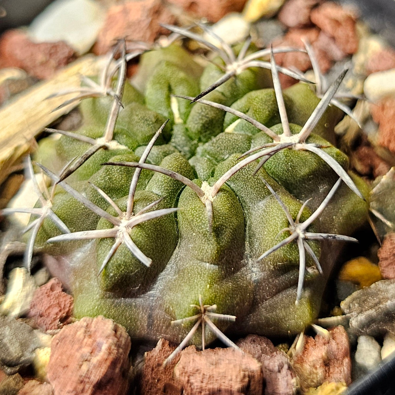 Cactus bundle - 4 plants (Master growers pack)