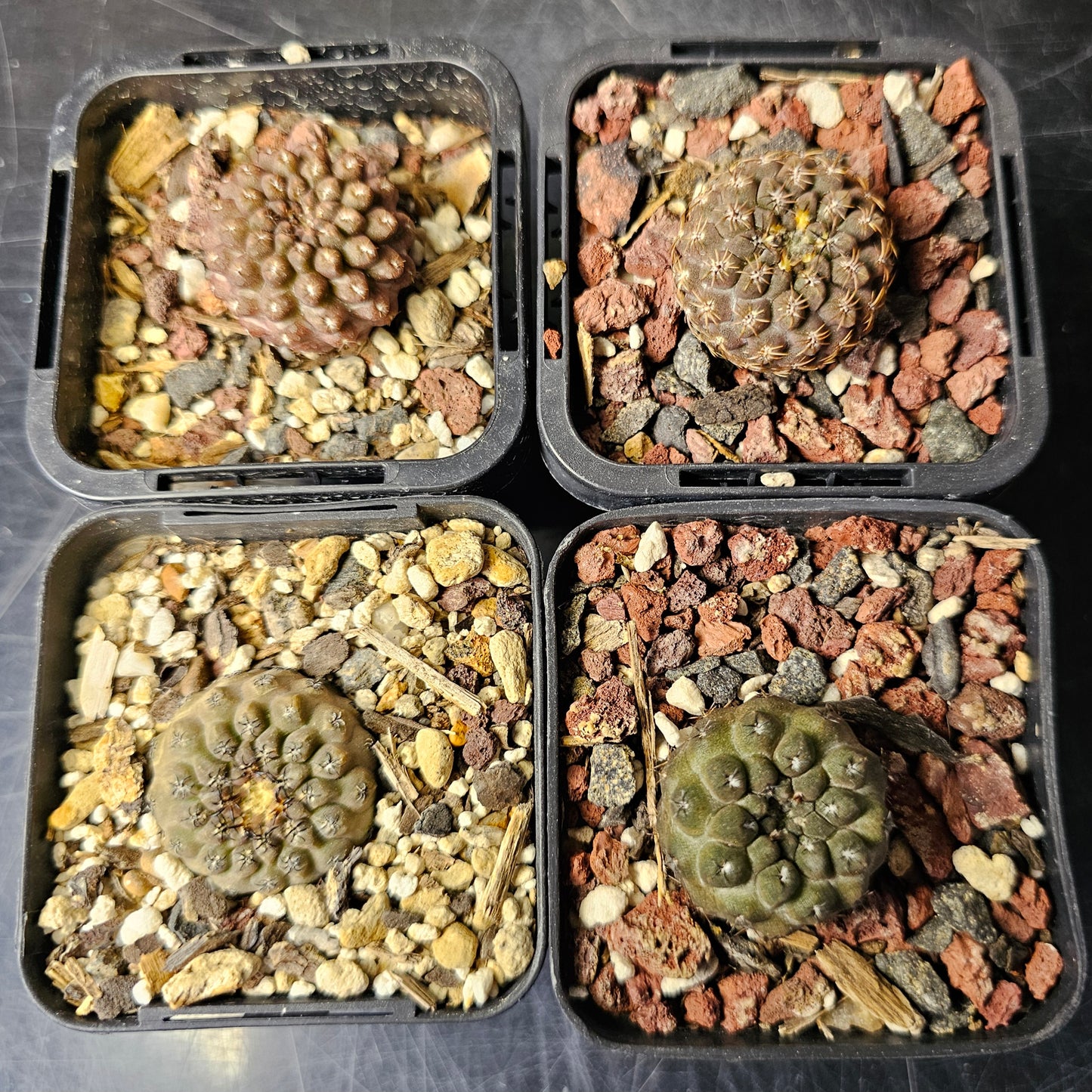 Cactus bundle - 4 plants (miniature Eriosyce mix)