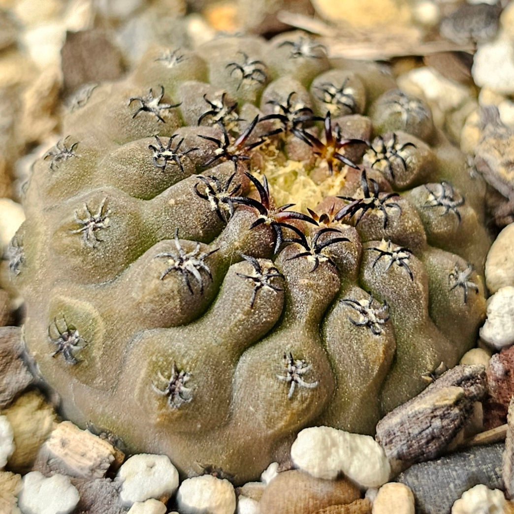 Cactus bundle - 4 plants (miniature Eriosyce mix)