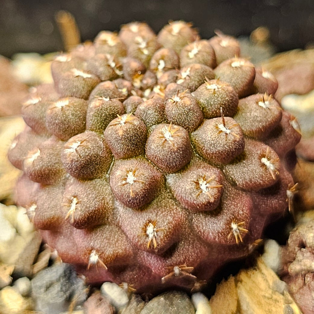 Cactus bundle - 4 plants (miniature Eriosyce mix)