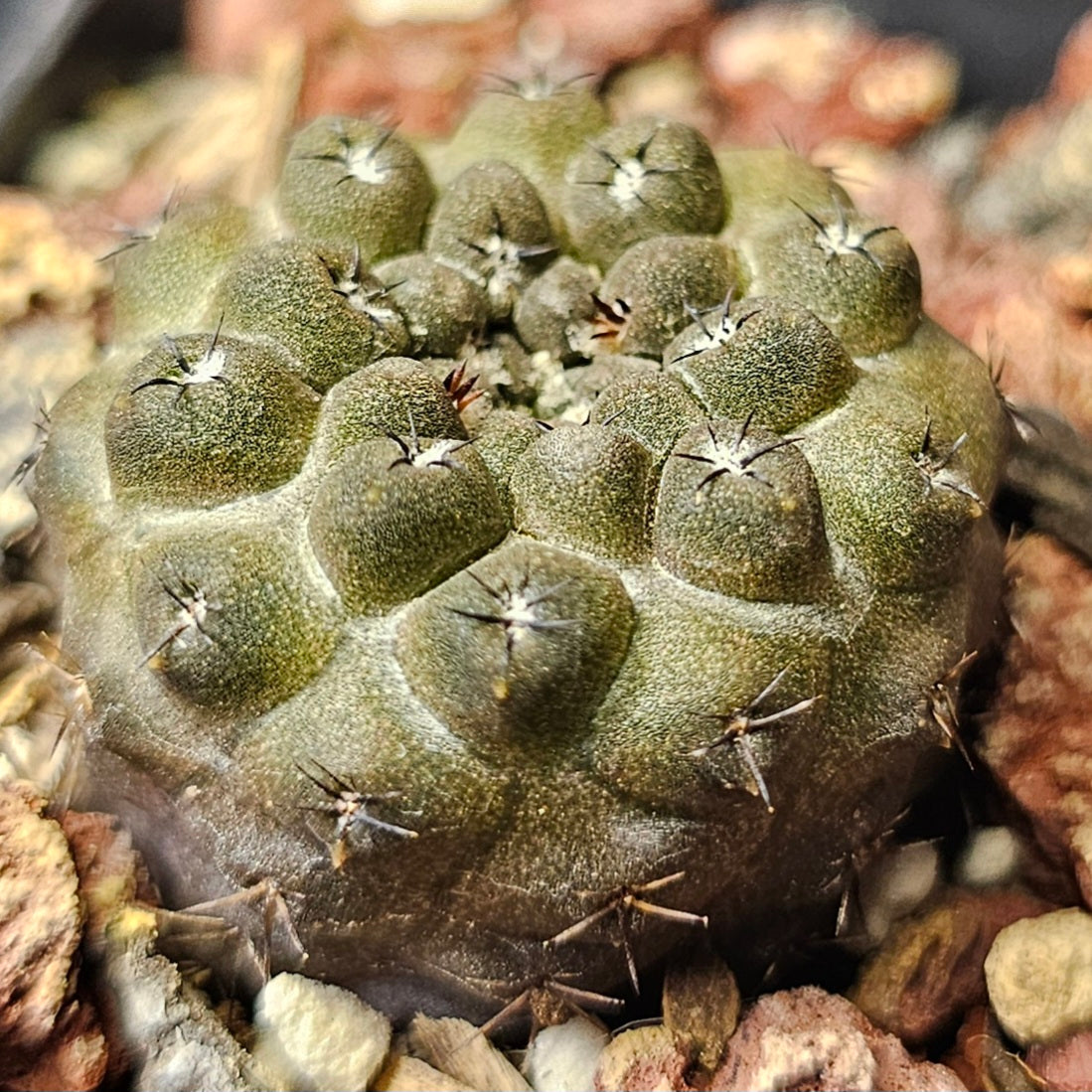 Cactus bundle - 4 plants (miniature Eriosyce mix)