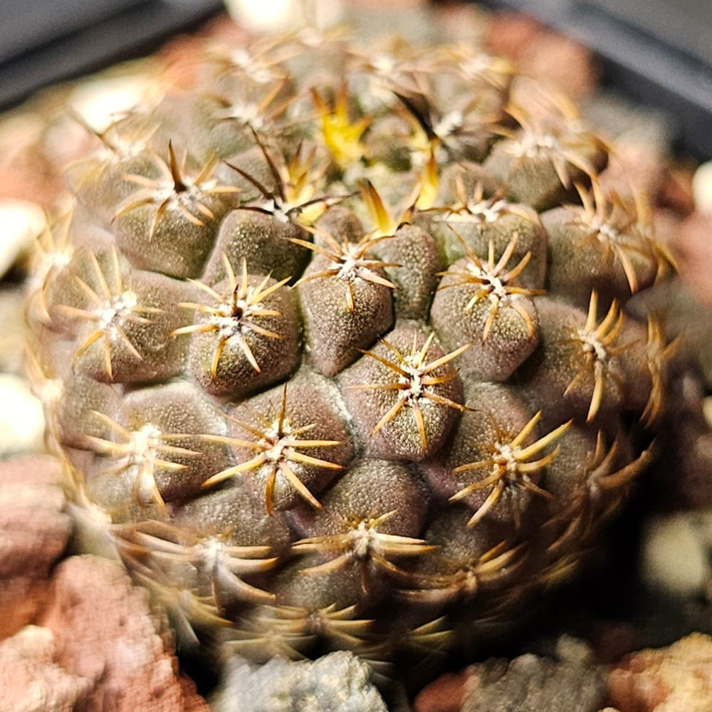 Cactus bundle - 4 plants (miniature Eriosyce mix)
