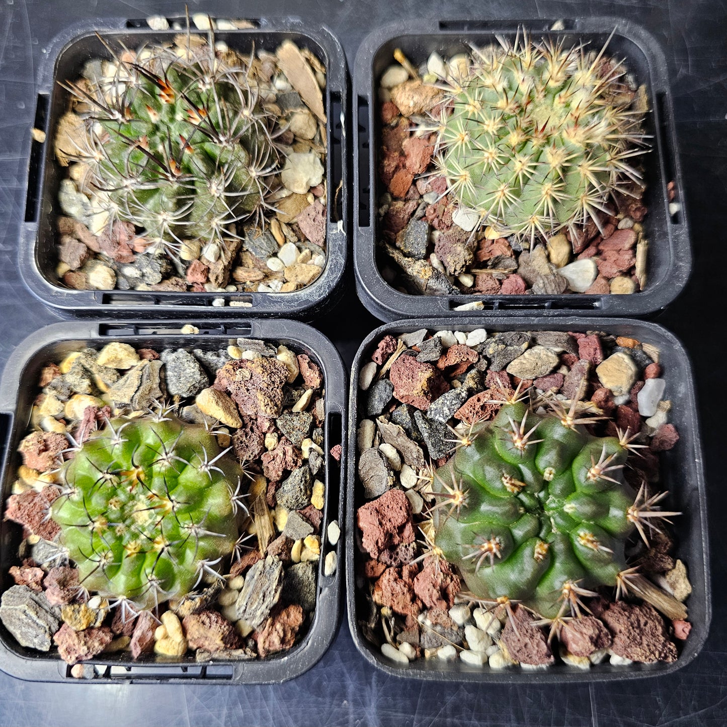 Cactus bundle - 4 plants (rare Eriosyce mix)